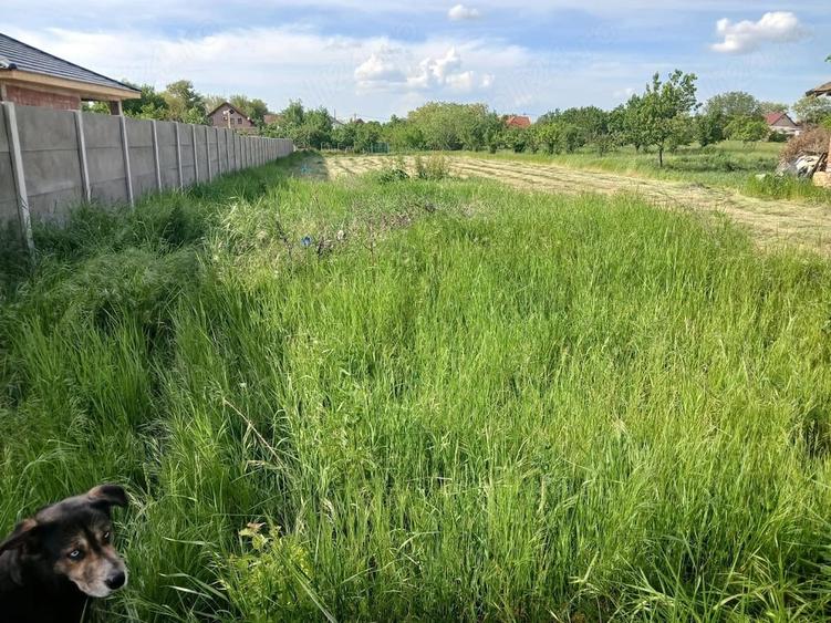 Vand teren intravilan 1438 mp in Denta, jud. Timi? Toate utilita?ile - 2
