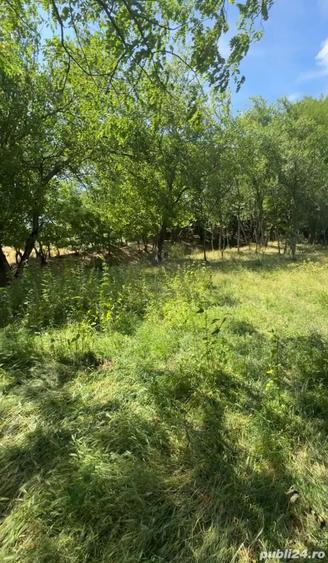 Teren de 4630 mp, în Rădmănești