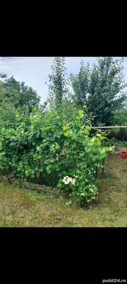 Casă cu 6 camere cu Teren 498 Mp în Peciu Nou