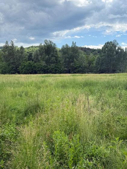 Teren plat-intravilan -3800 mp, cu pădurice și ieșire la râu! - 26