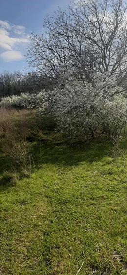 Teren de 9979 mp, în Rediu (Răuseni)