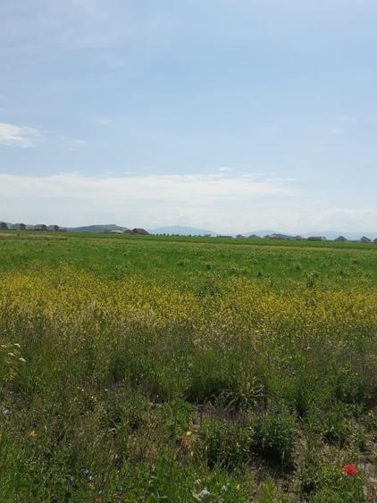 Teren Construcții intravilan de 1266 mp, în Bod