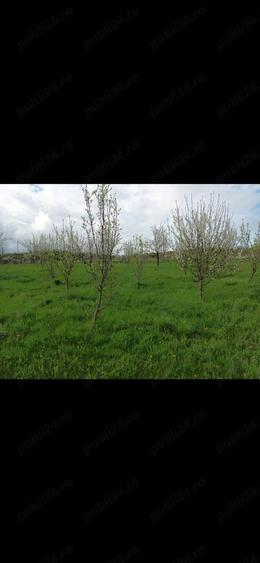 Teren de 1200 mp, în Central