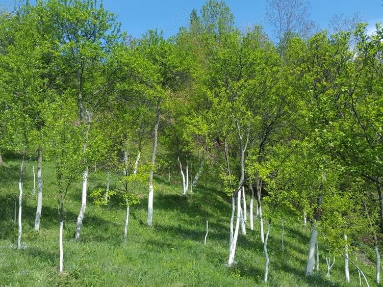 Teren de 9000 mp, în Pogara