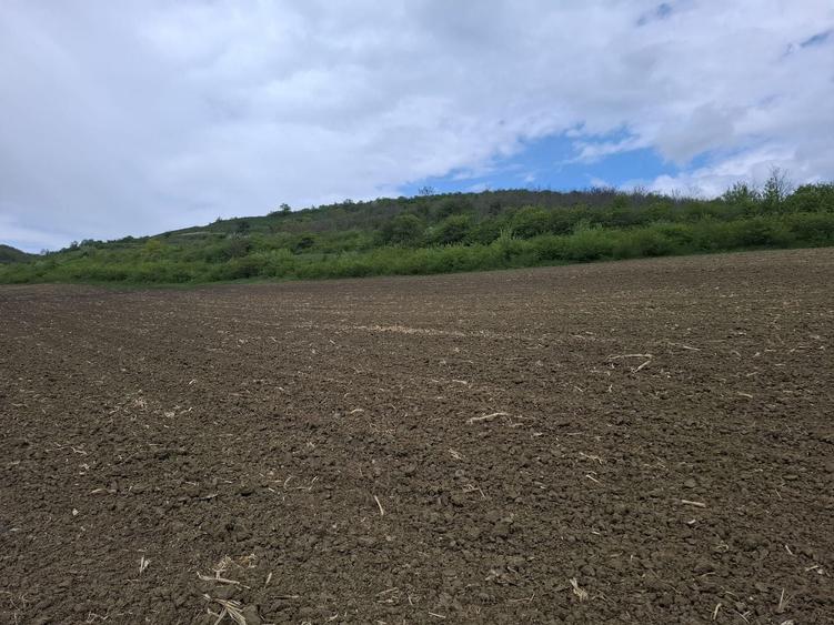 Teren agricol extravilan de 18175 mp, în Gușterița