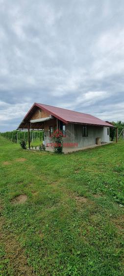 Teren extravilan in Baicoi 10.000mp plantatie mure --80.000e - 3