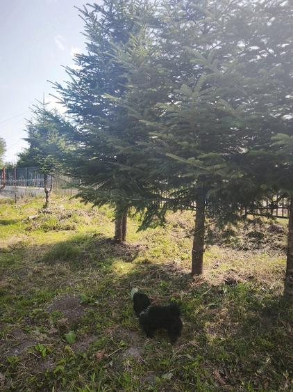 Teren de 800 mp, în Beliș