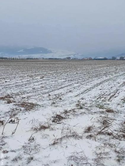 Teren de 5000 mp, în Cărpiniș