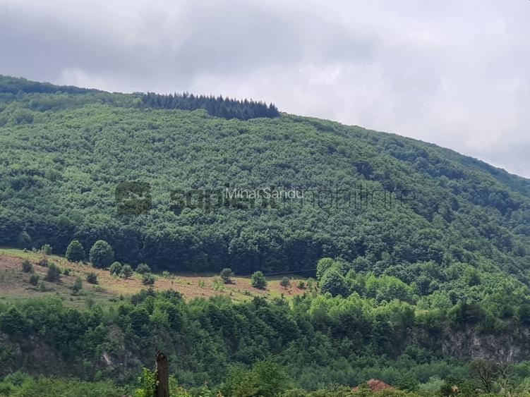 Oportunitate în domeniul forestier - 10 ha - Bălnaca, Șuncuiuș