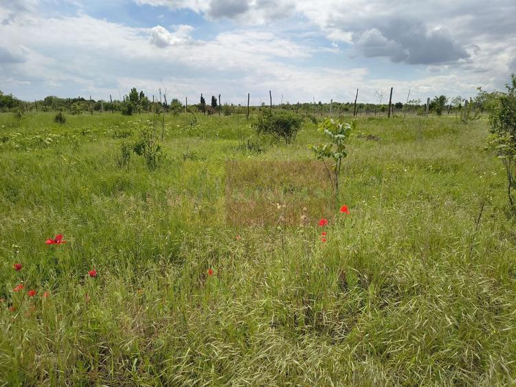 Teren Construcții intravilan de 3750 mp, în Giulești