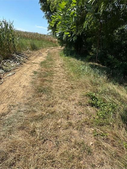 Teren de 1200 mp, în Vințu de Jos