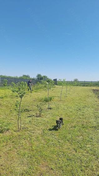 Teren de 1300 mp, în Plătărești