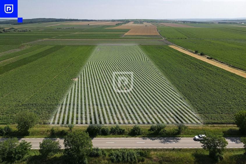 Teren agricol extravilan de 10000 mp, în Orășeni-Deal