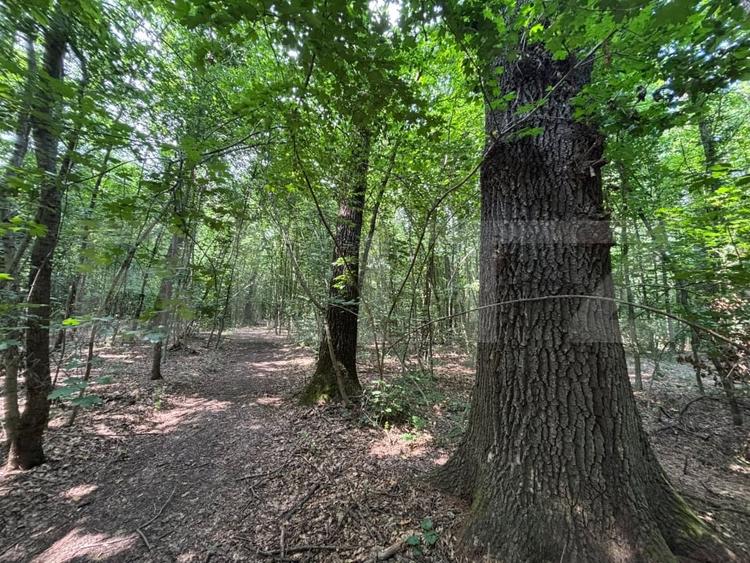 Teren extravilan de 27133 mp, în Cazaci