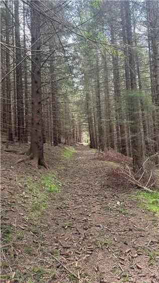Teren agricol intravilan de 1400 mp, în Păltiniș