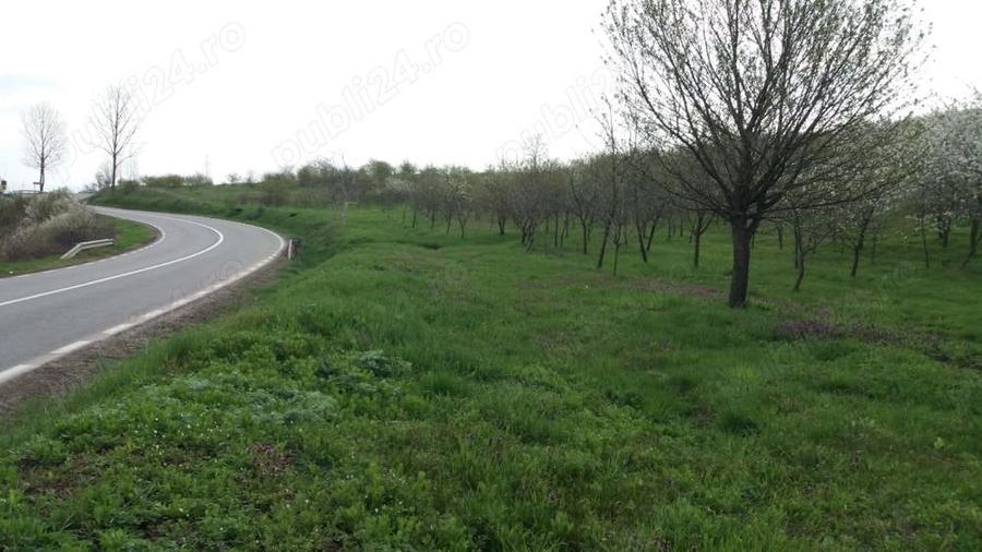 Teren de 9104 mp, în Costuleni