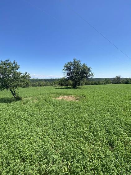Proprietar, Vand teren intravilan 16600 mp, parcelabil, Comuna Cocu, Arges - 7