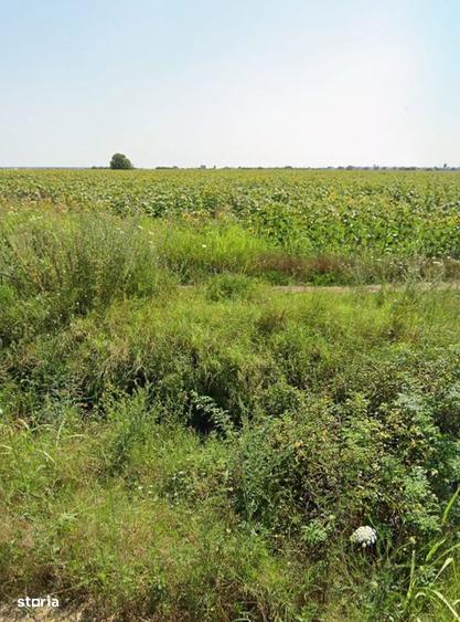 Nou | Teren Extravilan 3970 mp | Otopeni str. Putna - 5