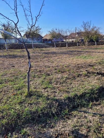 Vând teren intravilan suprafață 1414mp în Sânpetru Mare, jud.Timiș .  - 4