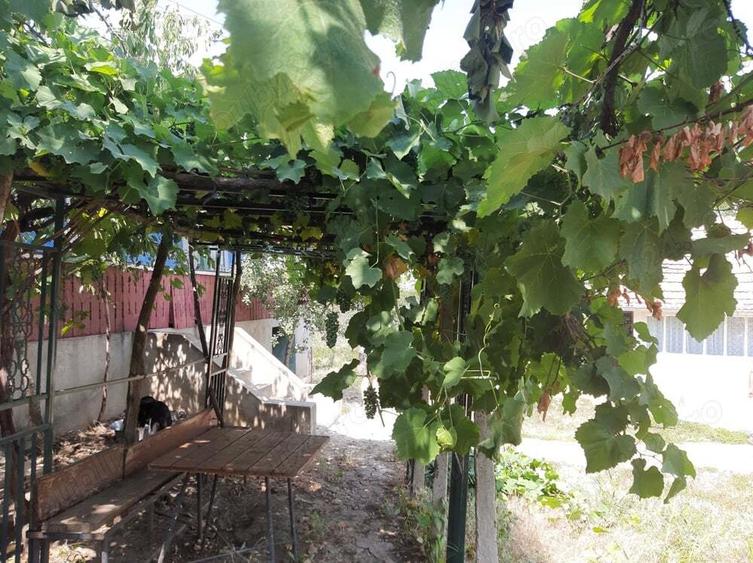 Casa batraneasca si teren de vanzare in Puricani - 7