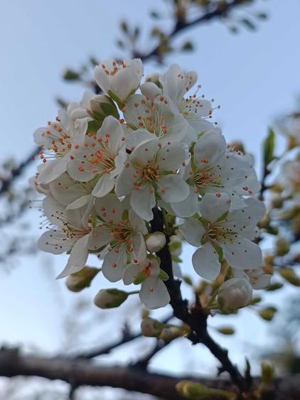Vand teren pe drumul Manastirii Petru Voda - 1