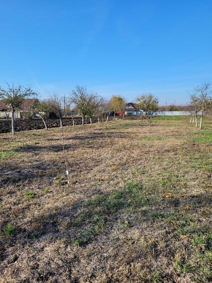 Vând teren intravilan suprafață 1414mp în Sânpetru Mare, jud.Timiș .  - 1