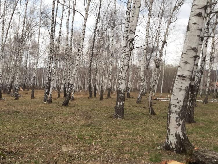 Vanzare teren intravilan - 7