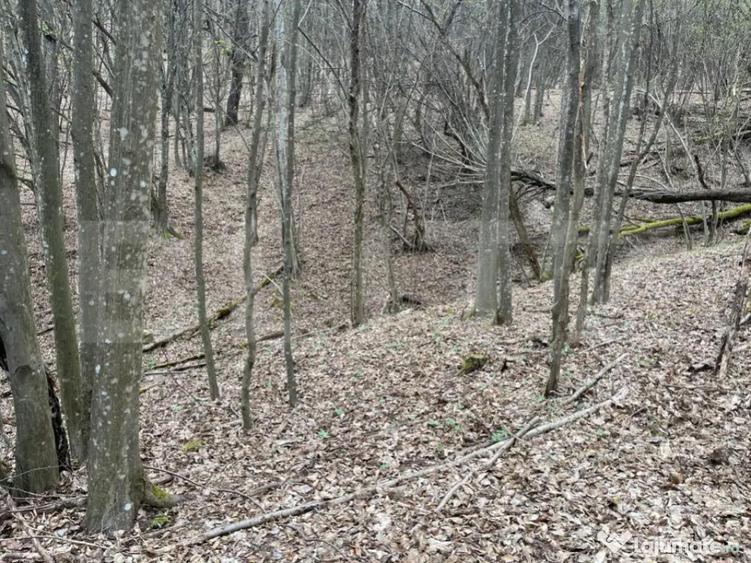 Teren extravilan de vanzare, 3.5 ha padure + pasune in Comun - 7
