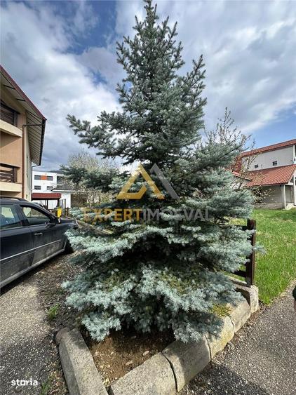 Casa spectaculoasa , Str Branduselor Baia Mare - 6