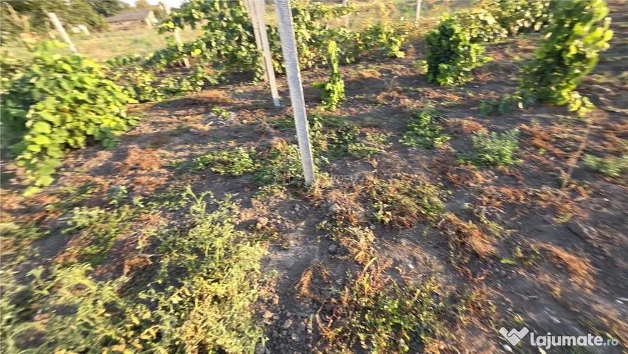 Casă cu 3 camere cu Teren 1410 Mp în Checea
