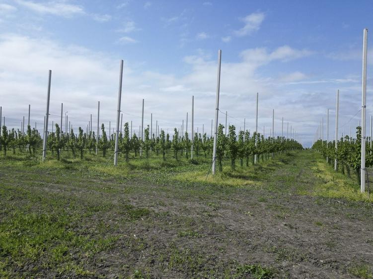 Teren agricol extravilan de 100000 mp, în Exterior Vest