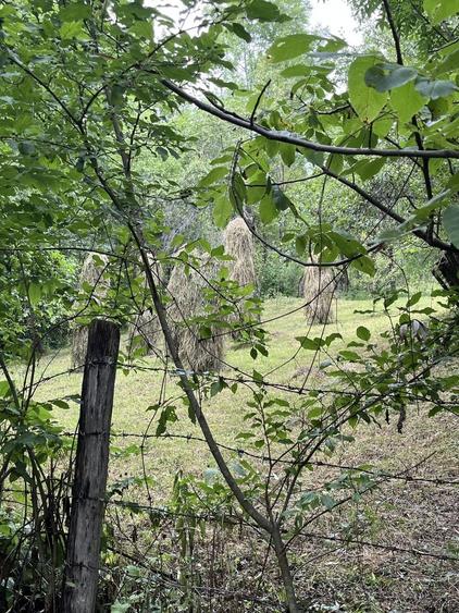 VAND CASA BATRANEASCA, 3,1 HA IN JURUL CASEI, COM.CETATENI - 8