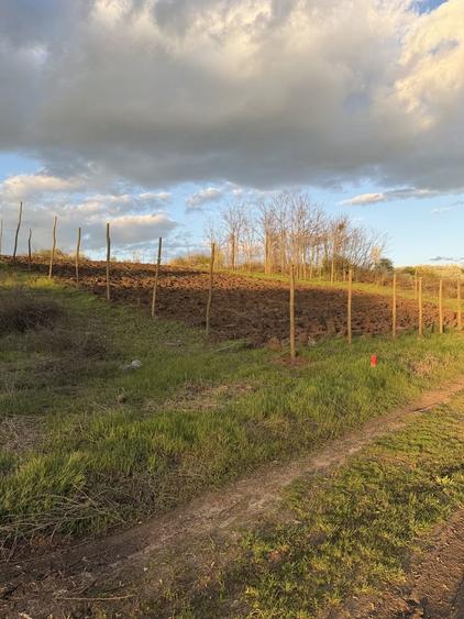 Teren de vanzare Walter Maracineanu Comuna Iepuresti judet Giurgiu - 7