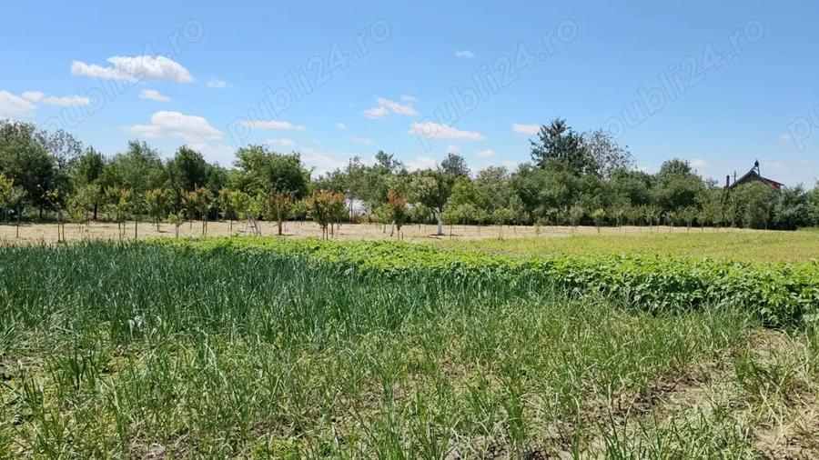 Vand casa cu teren 5725 mp, livada 100 pomi fructiferi, hala 220 mp in Dragoiesti, jud Timis - 3