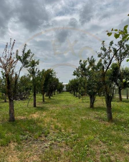 Teren Intravilan - Str. Gorganu, Calinesti - 1268 mp! - 6