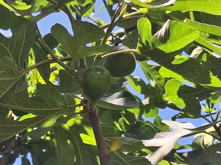 Vand casa de caramida cu teren comuna Stancuta jud Braila - 9