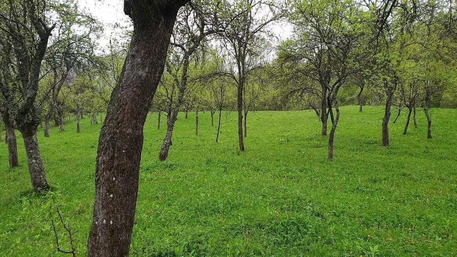 Casa 2 camere 4000 mp langa Vidradru 7 km 34 000 euro - 4