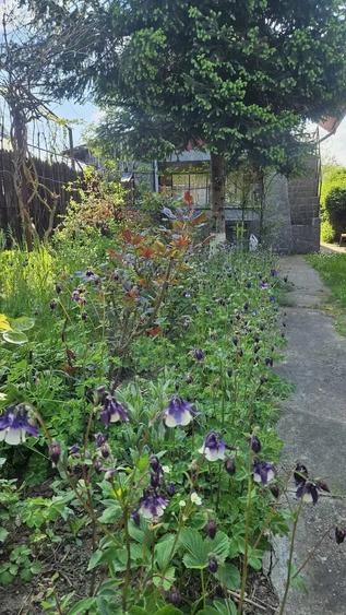 Casa de vanzare in loc. Di?e?ti, com. Filipe?tii de Padure, jud. Prahova - 9