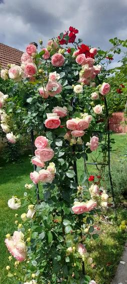 Casa individuala Dumbravi?a zona centrala - 8