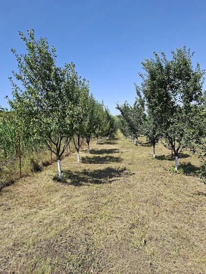 Teren de 4800 mp, în Căptălan