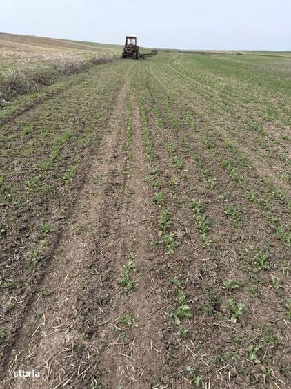 Teren arabil Vasilati - 1