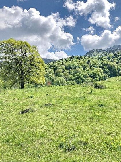 TEREN POTENTIAL TURISTIC - Rasnov - Cheisoara - 3