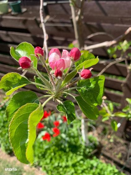 Vila superba, direct de la proprietar - 4