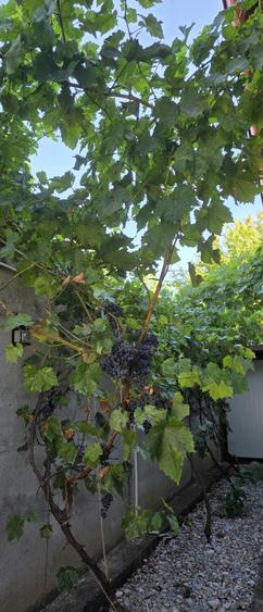 Vila de vanzare cu teren generos zona Ciolpani - 52