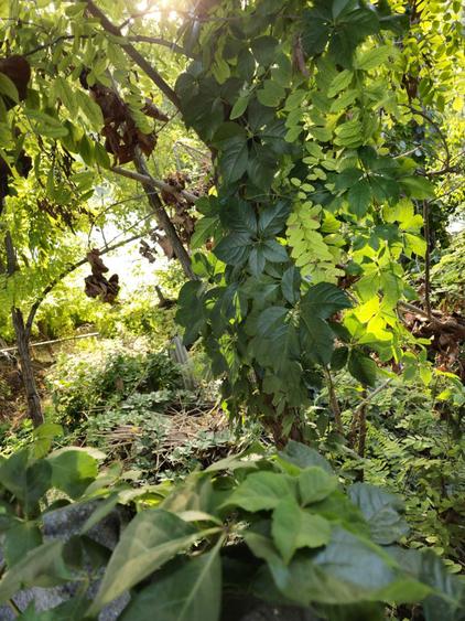 Casa de vanzare in Chilia Veche, Tulcea - 2