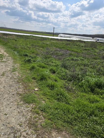 Loturi teren Zatun deschidere la sosea | langa Dunare | pozitie premium - 8