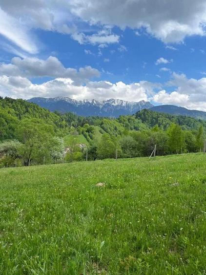 PROPRIETAR - 3274 mp intravilan Simon (BRAN) - 7