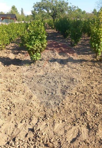 Teren 1,800mp Satu Nou de Sus / Strada Tineretului - 10