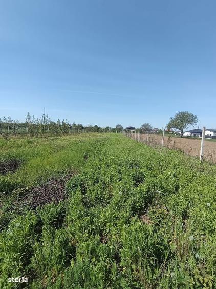 Vanzare teren 4000 mp Ulmi- Dambovita - 7