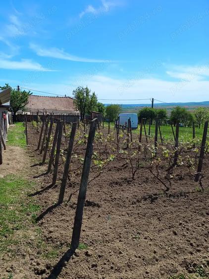 Botosani - 15 min, Casa cu teren de 2500 mp - 22 eur mp - si loturi individuale - 3